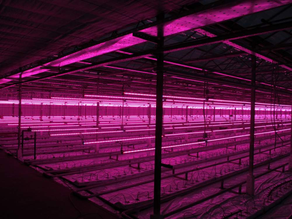 LED világítás növényeknek